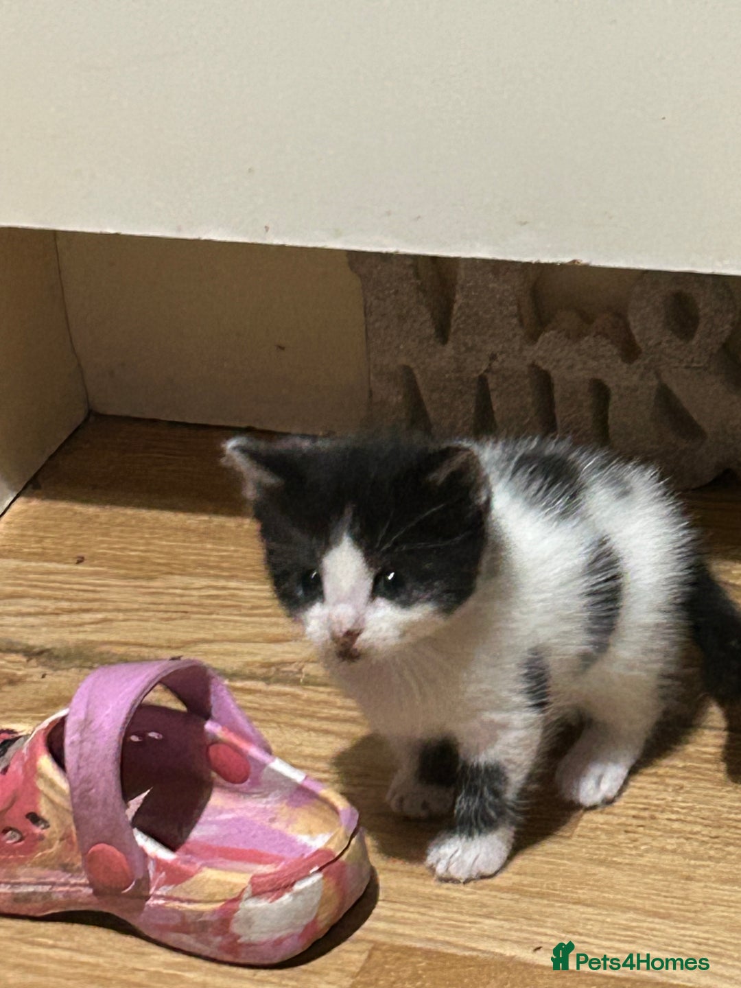 Mixed Breed cats for sale: Fluffy kittens ready soon  - Image 3