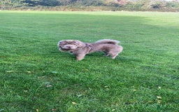 Shar Pei dogs for sale: Lilac bear coat Shar pei for sale  - Image 3