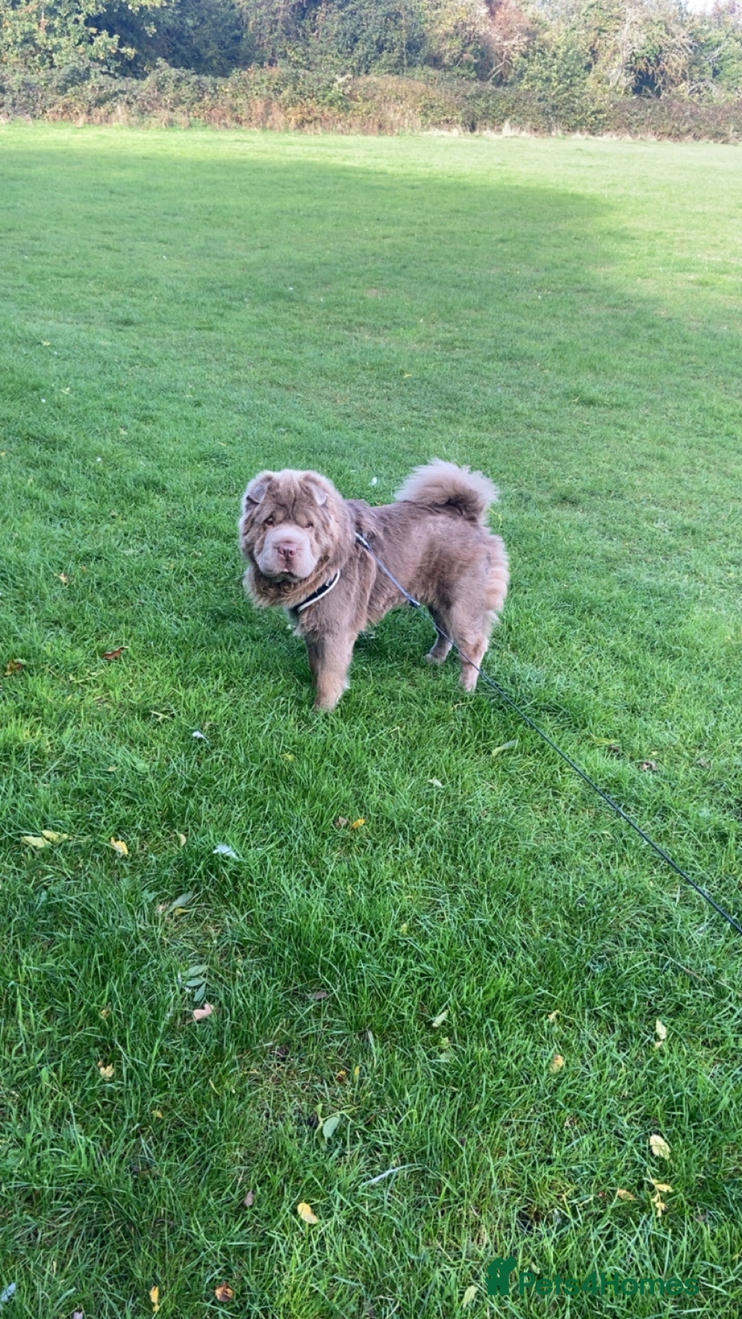 Shar Pei dogs for sale: Lilac bear coat Shar pei for sale  - Image 3