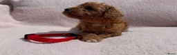 Cavapoo dogs for sale: Stunning F1b Cavapoos health tested - Advert 6