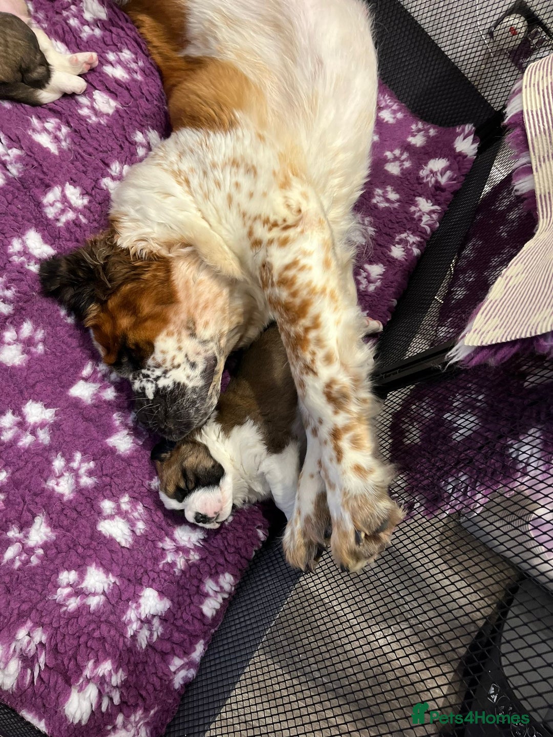 Saint Bernard dogs for sale: 2 beautiful boys for sale - Advert 11