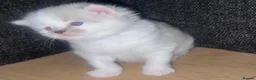 Ragdoll cats for sale: Beautiful Ragdoll Kittens - Advert 4