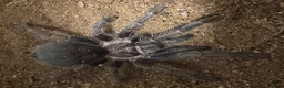 Tarantulas invertebrates for sale: Beautiful Dom Purple Tarantula for sale - Advert 2