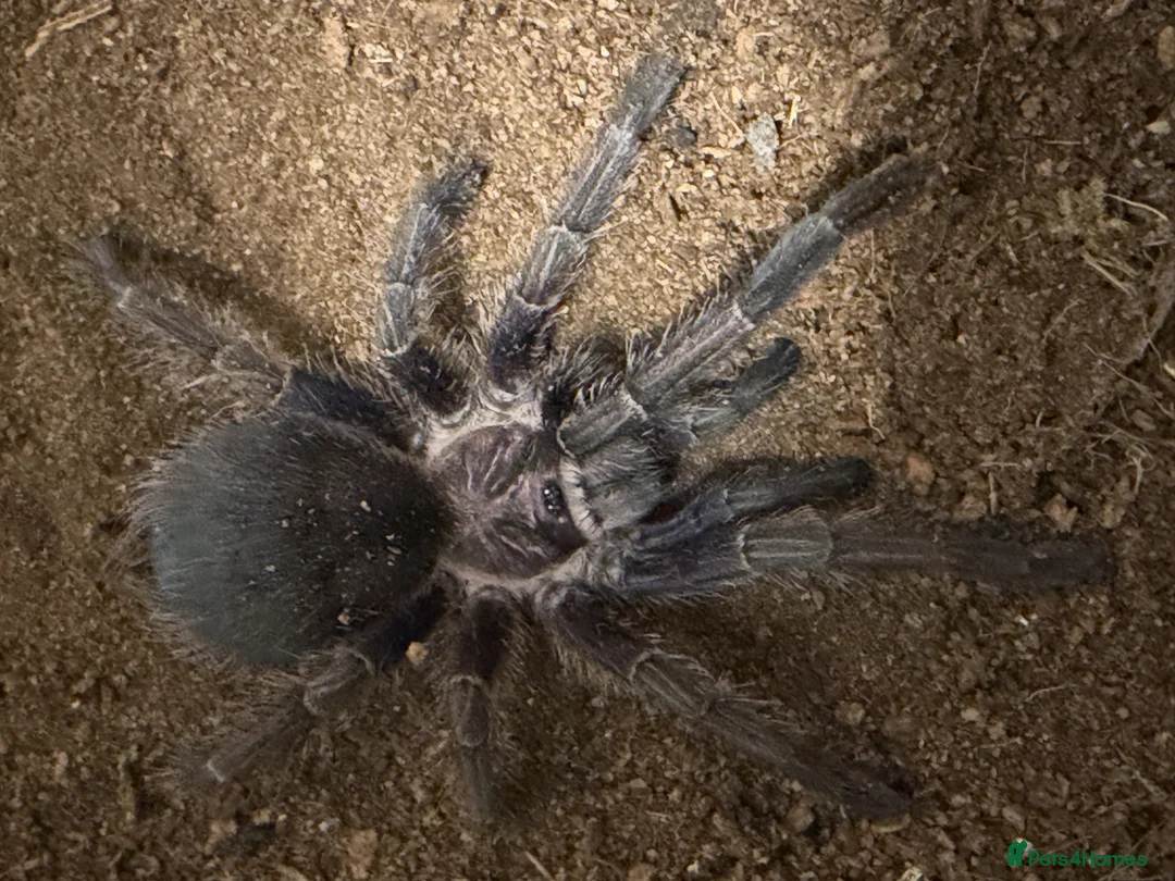 Tarantulas invertebrates for sale: Beautiful Dom Purple Tarantula for sale - Advert 2