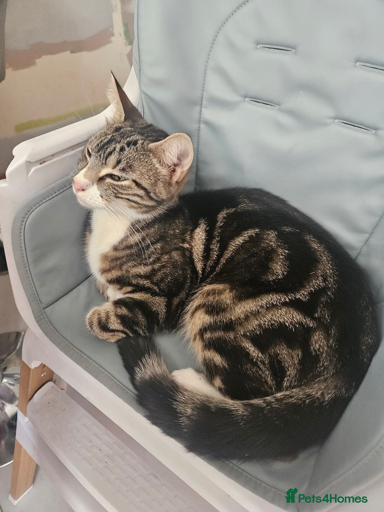Mixed Breed cats 2 kittens for sale 1 male and 1 female - Advert 1
