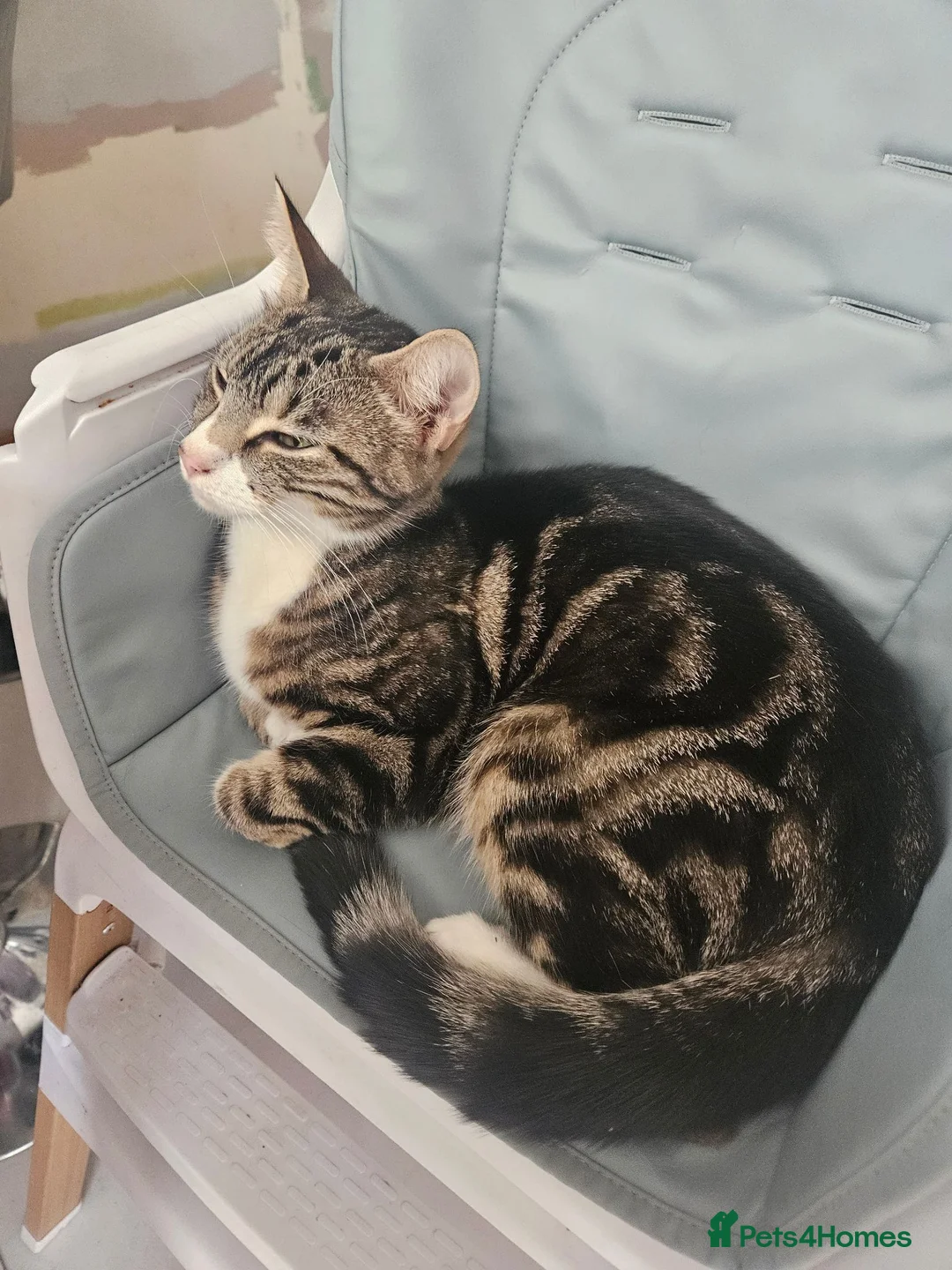Mixed Breed cats for sale: 2 kittens for sale 1 male and 1 female in Tadley - Advert 1