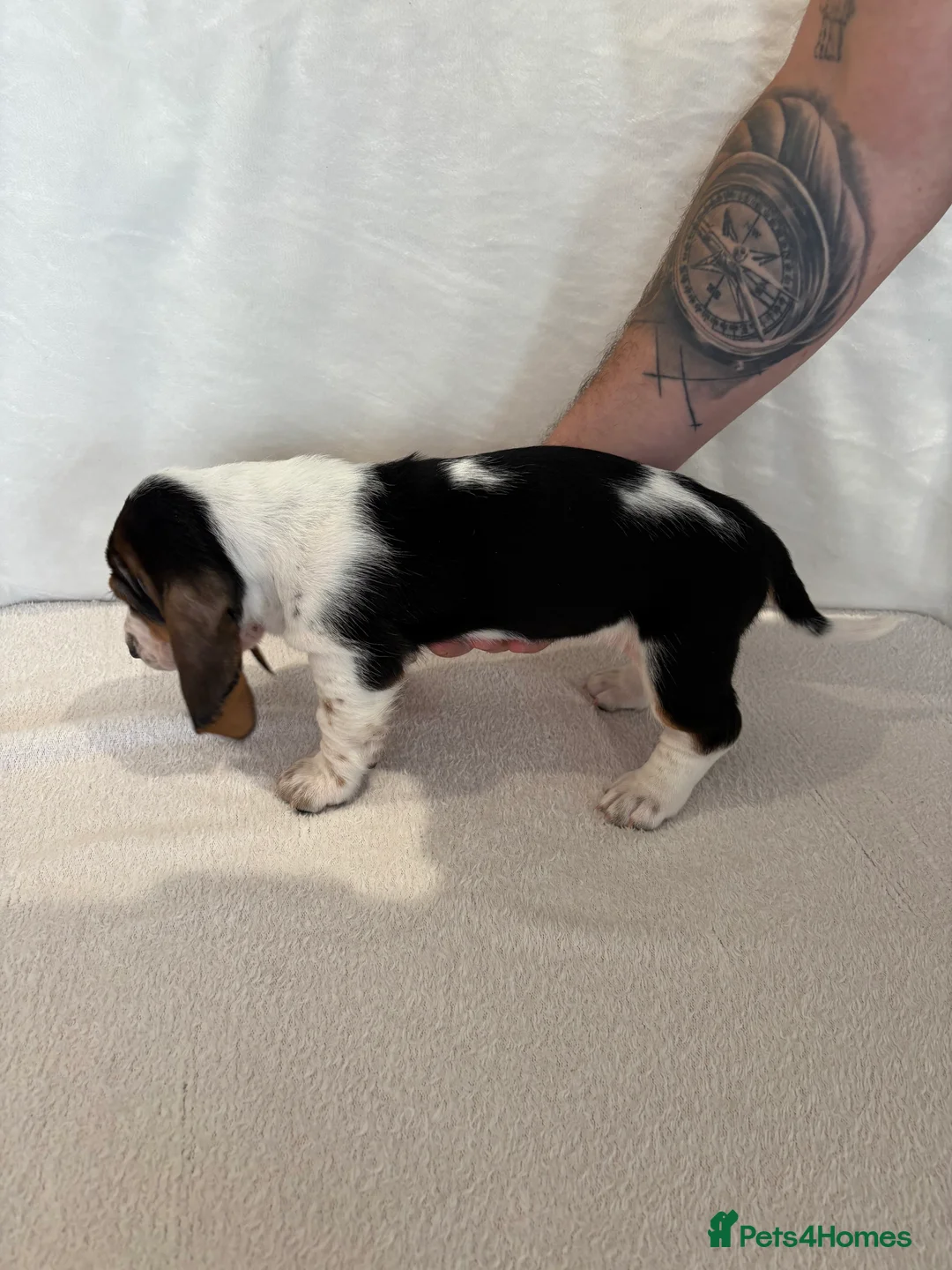 Basset Hound dogs for sale: Bassett hound puppiess - Advert 2
