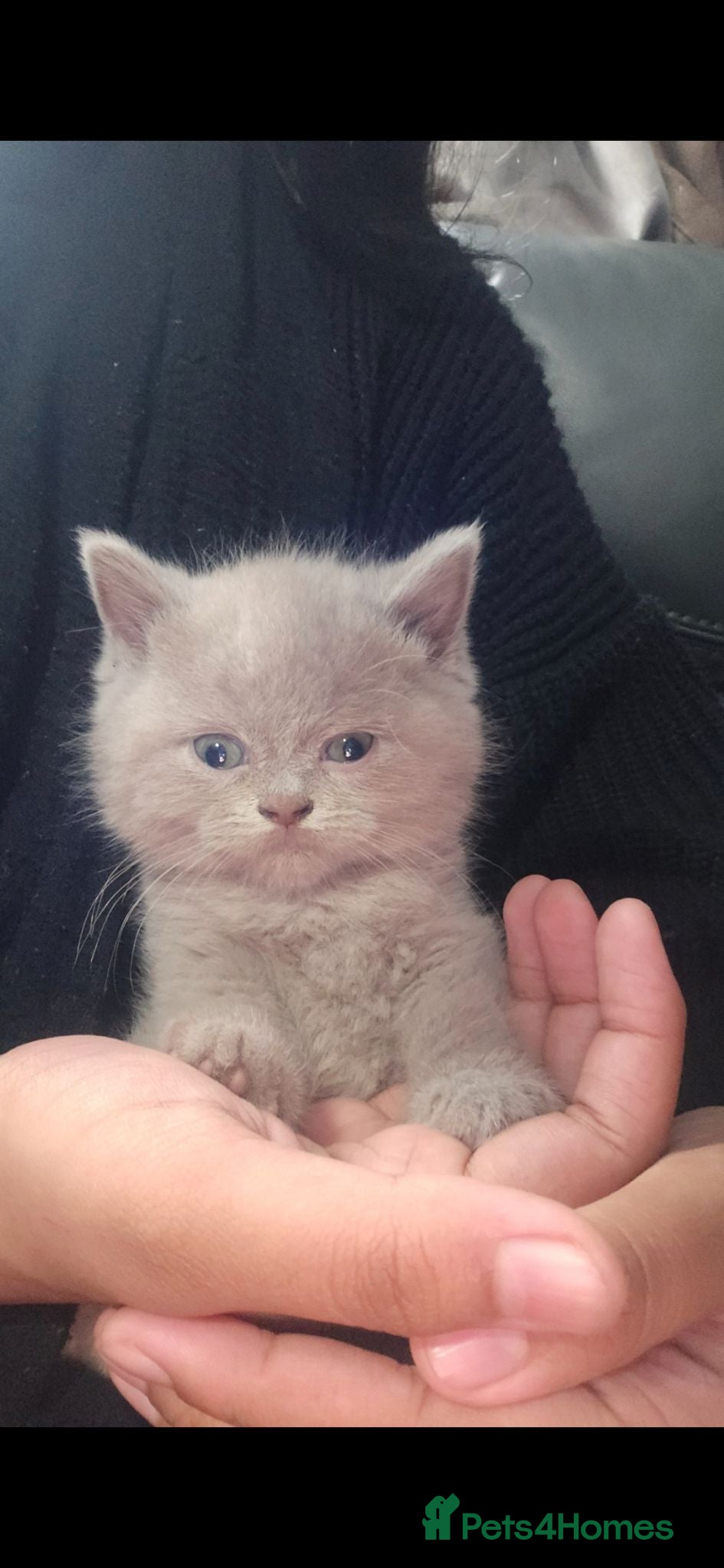 British Shorthair cats **LAST FEMALE VERY LOW PRICE BSH DARK CHOCOLATE - Advert 4