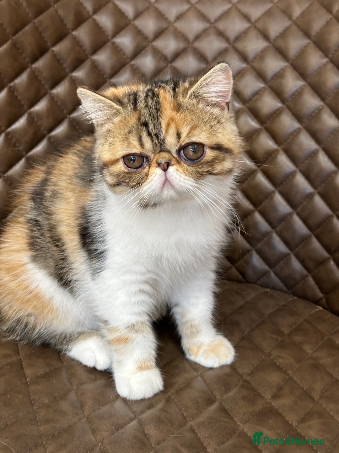 Exotic cats for sale: Beautiful exotic shorthair  - Image 10