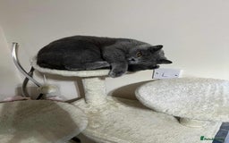 British Shorthair cats for sale: British Shorthair– Looking for a New Home - Image 3