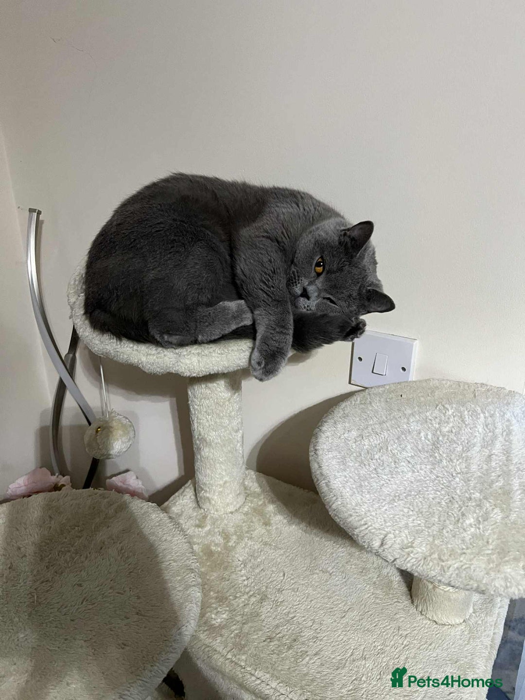 British Shorthair cats for sale: British Shorthair– Looking for a New Home - Image 3