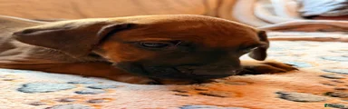 Rhodesian Ridgeback 2