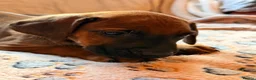 Rhodesian Ridgeback dogs for sale: KC Rhodesian Ridgebacks - Advert 5