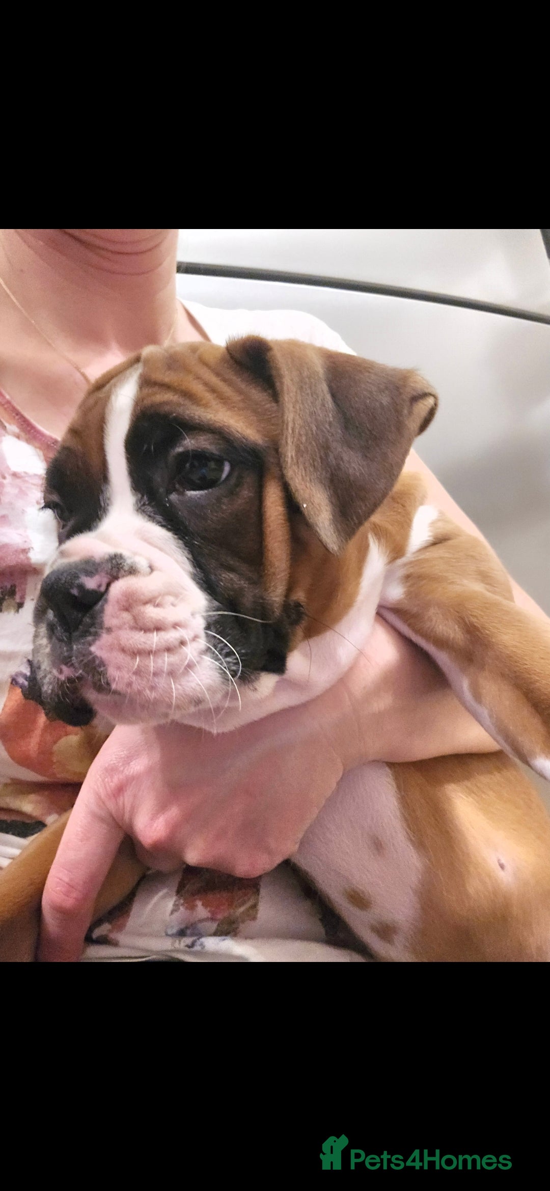 Boxer dogs for sale: Stunning male boxer puppies  - Image 12