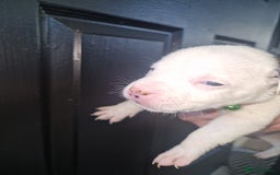 American Bulldog dogs for sale: American  bulldog  pups - Image 22