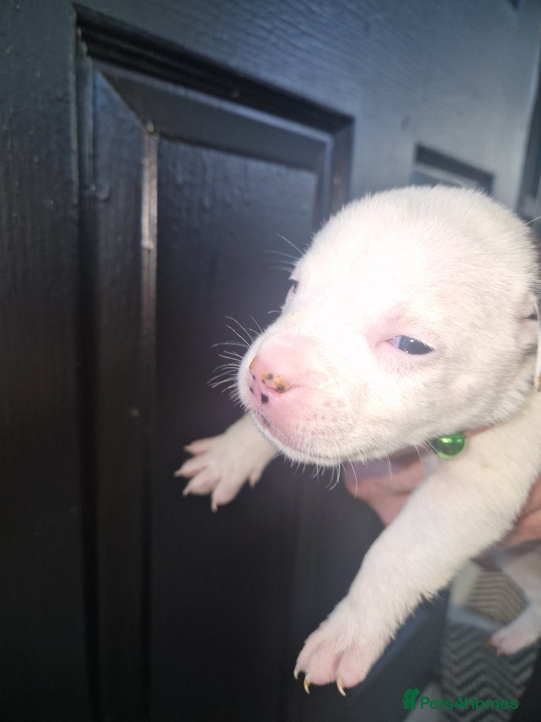 American Bulldog dogs for sale: American  bulldog  pups - Image 22