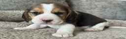 Beagle dogs for sale: TRUE SHOW TYPE KC REGISTERED BEAGLES - Advert 20