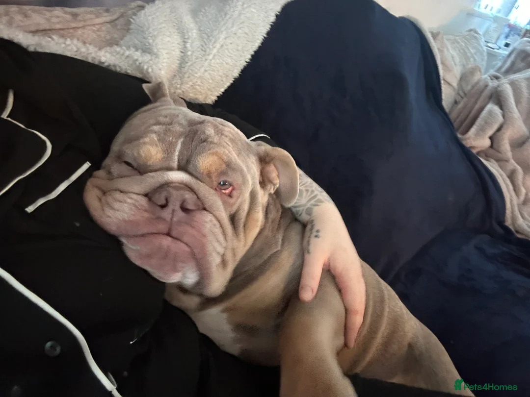 English Bulldog dogs for sale: English bulldog tri colour 3 year old  - Advert 5