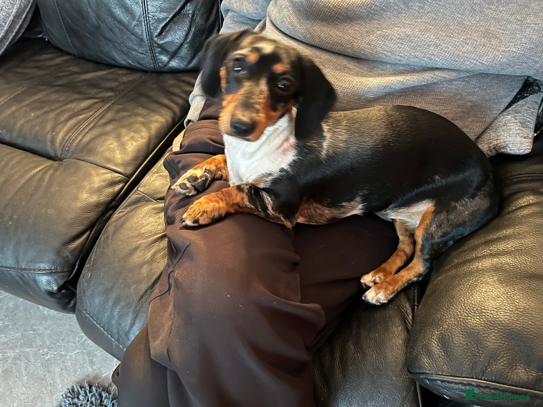 Miniature Dachshund dogs for sale: Miniature dachshund  - Advert 1