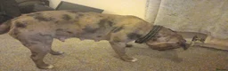 Mixed Breed dogs for sale: Tri pearl meral old tyme bulldog  cross staffy pup - Advert 3