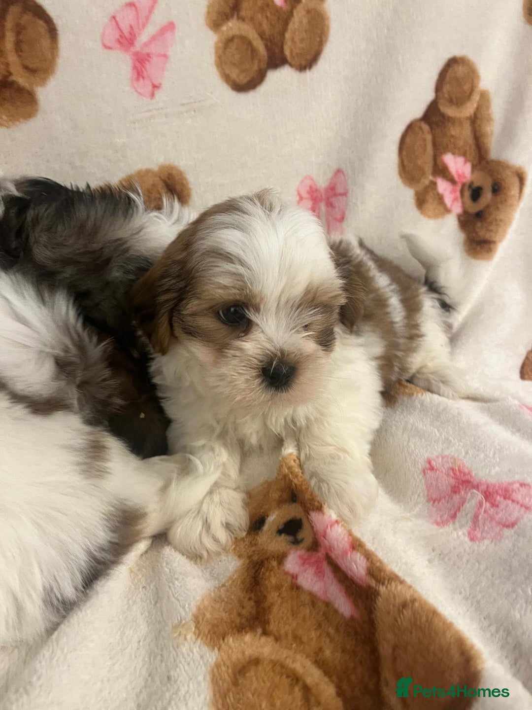 Shih Tzu dogs for sale: Shih Tzu Puppies  - Advert 3