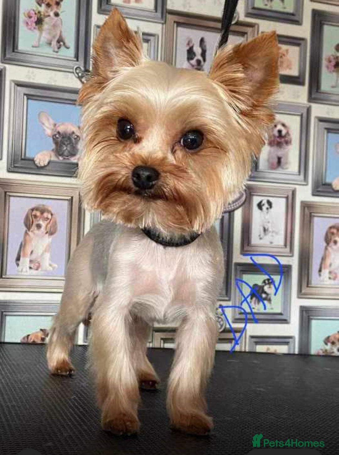 Yorkshire Terrier dogs for sale: Mini Yorkshire terrier puppy  - Image 11