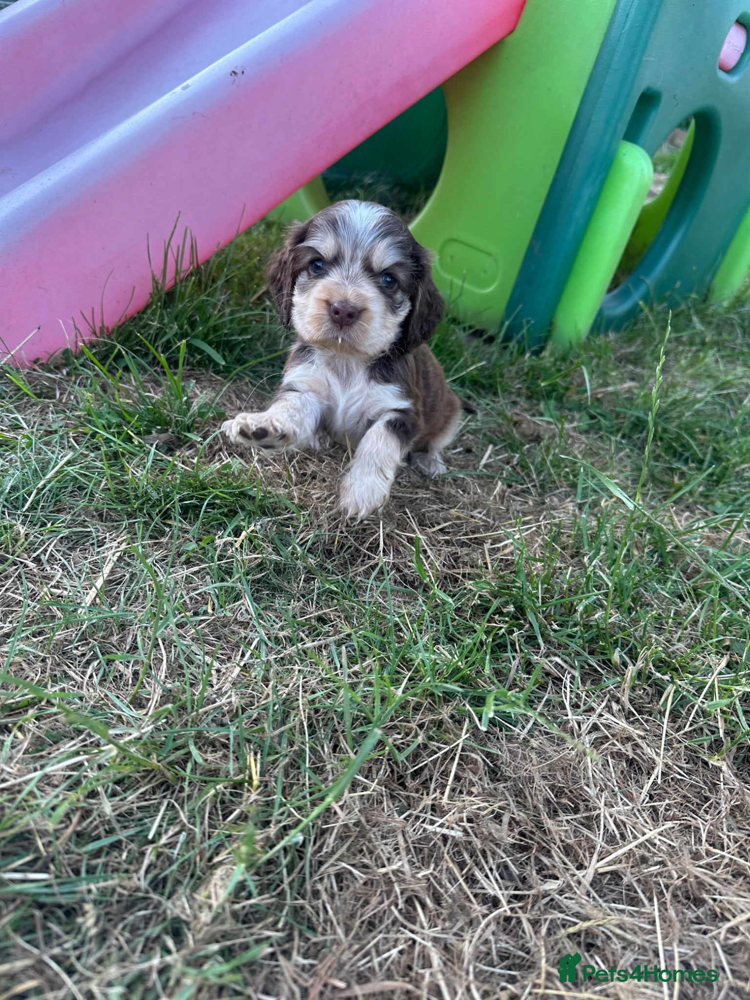 Cocker Spaniel dogs Kc registered & health tested parents  - Advert 1