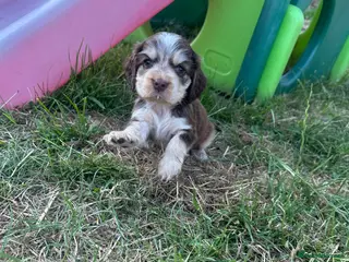 Cocker Spaniel dogs Kc registered & health tested parents - Advert 1