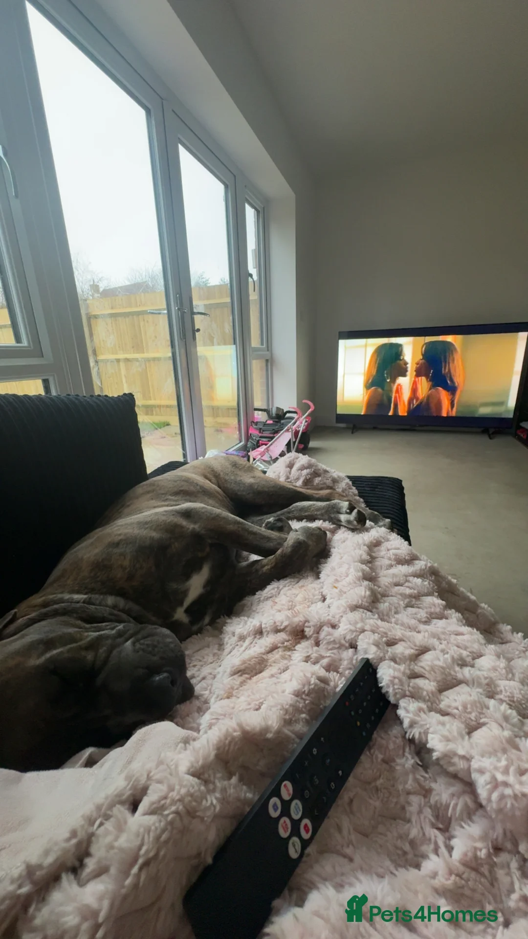 Cane Corso dogs for sale: cane corso  in Herne Bay - Advert 2