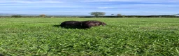 Sprocker dogs for sale: Sprocker Puppies - 4th generation.  - Advert 17
