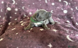 Mixed Breed dogs for sale: Cane Corso x Pocket Bully - Image 4