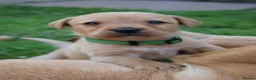 Labrador Retriever dogs for sale: Red lab pups - Advert 7