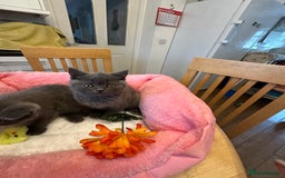 British Shorthair cats for sale: British Shorthair Blue 1 male 1 female - Image 6