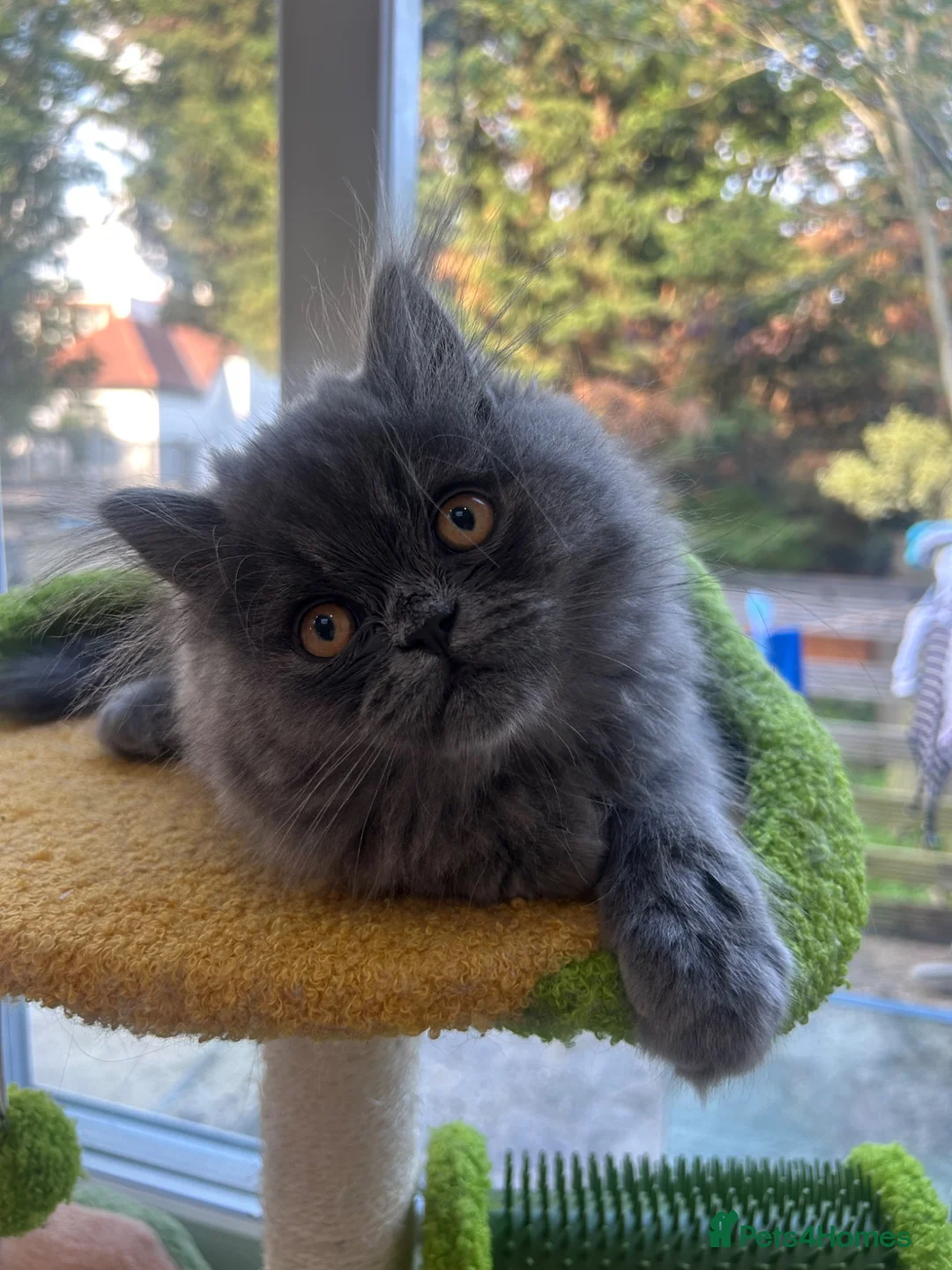 Persian cats for sale: Stunning Persian kitten for sale  - Advert 2