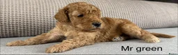Double Doodle dogs for sale: A REALLY EXCITING MIX OF BREEDS. GORGEOUS!!! - Advert 6