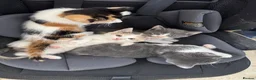 Mixed Breed cats for sale: Beautiful Calico and bicolour Kittens!! - Advert 14