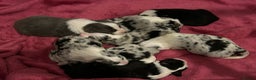 Border Collie dogs for sale: TopClass KC Health tested Border Collie Puppies  - Advert 5