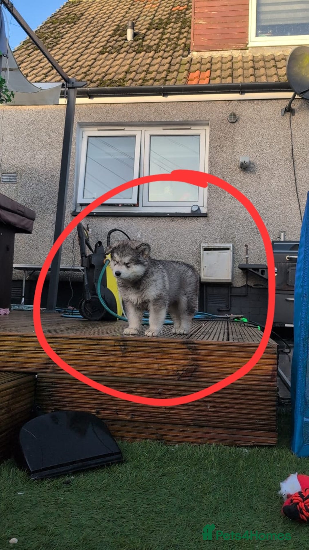 Alaskan Malamute dogs for sale: 2 left KC Alaskan malamute puppies champion lines - Advert 1