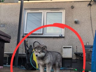 Alaskan Malamute dogs 2 left KC Alaskan malamute puppies champion lines - Advert 4