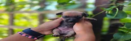 Jack Russell dogs for sale: Beautiful Puppies Jack Russell  - Advert 23