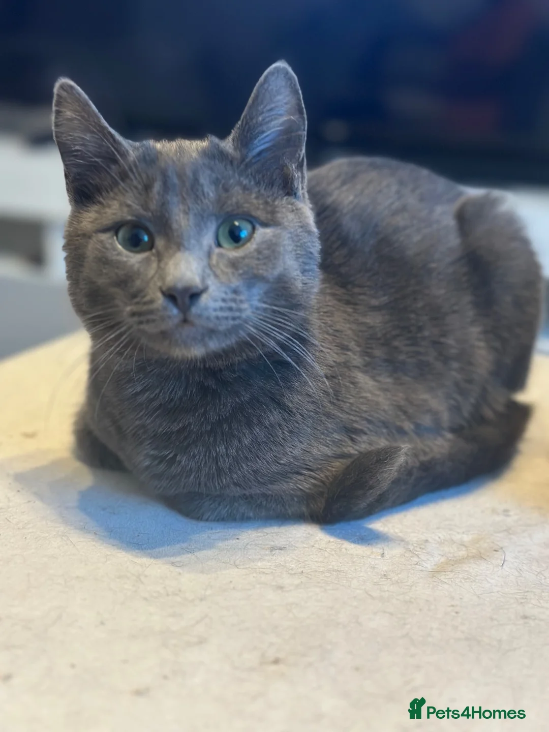Mixed Breed cats for sale: Meet Halo – 2-Year-Old British Blue-Style Boy 🐾 - Advert 3