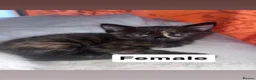 British Longhair cats for sale: Lovely Kittens  - Advert 5