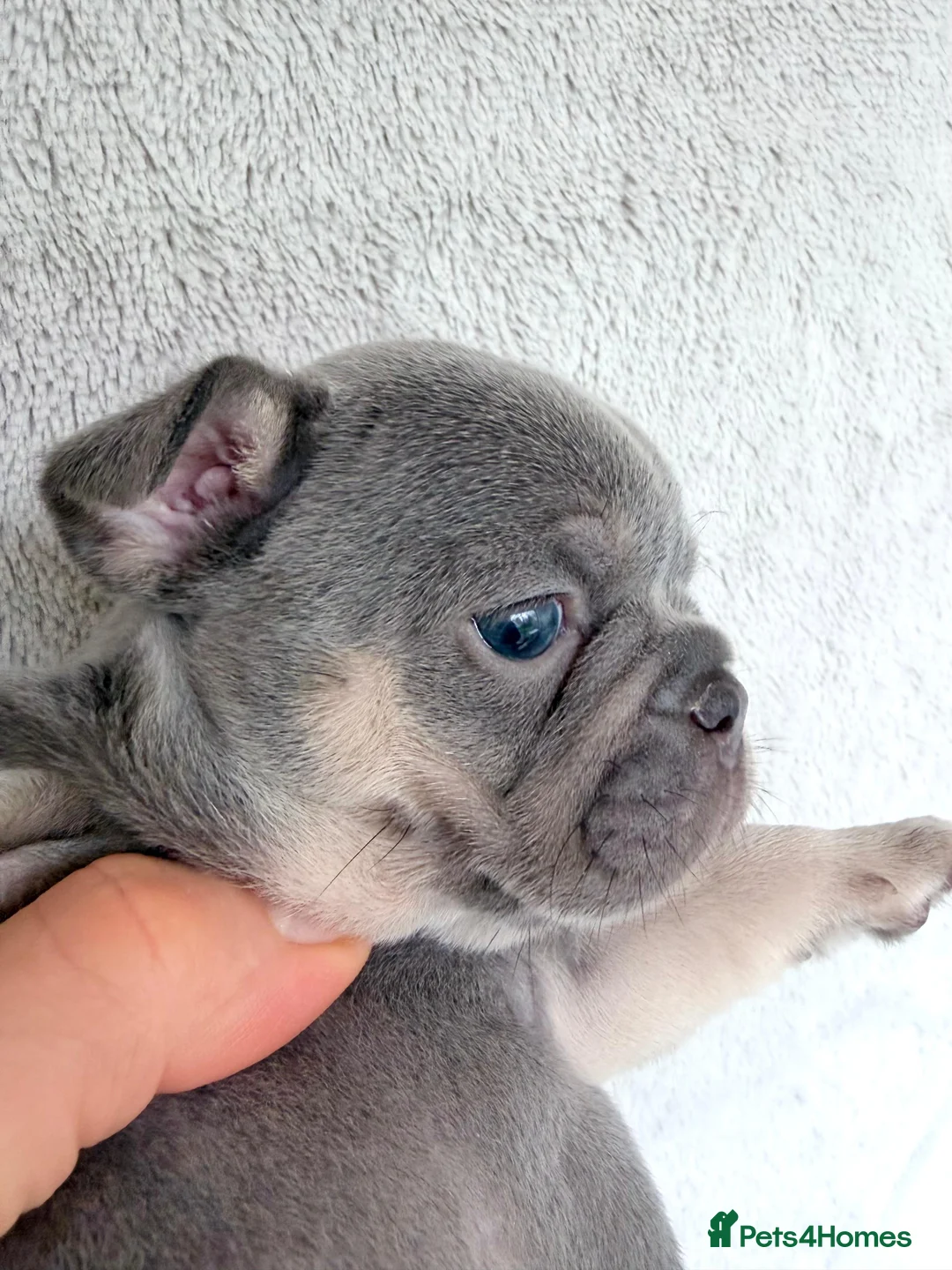French Bulldog dogs for sale: KC registered new shade French Bulldog puppies - Advert 25