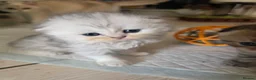 Scottish Fold cats for sale: Only 2 left!! Beautiful Scottish Fold Kittens  - Advert 27