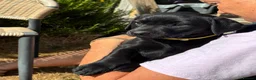 Labrador Retriever dogs for sale: 🐾 READY NOW🐾 FTCH Labrador Puppies - Advert 17