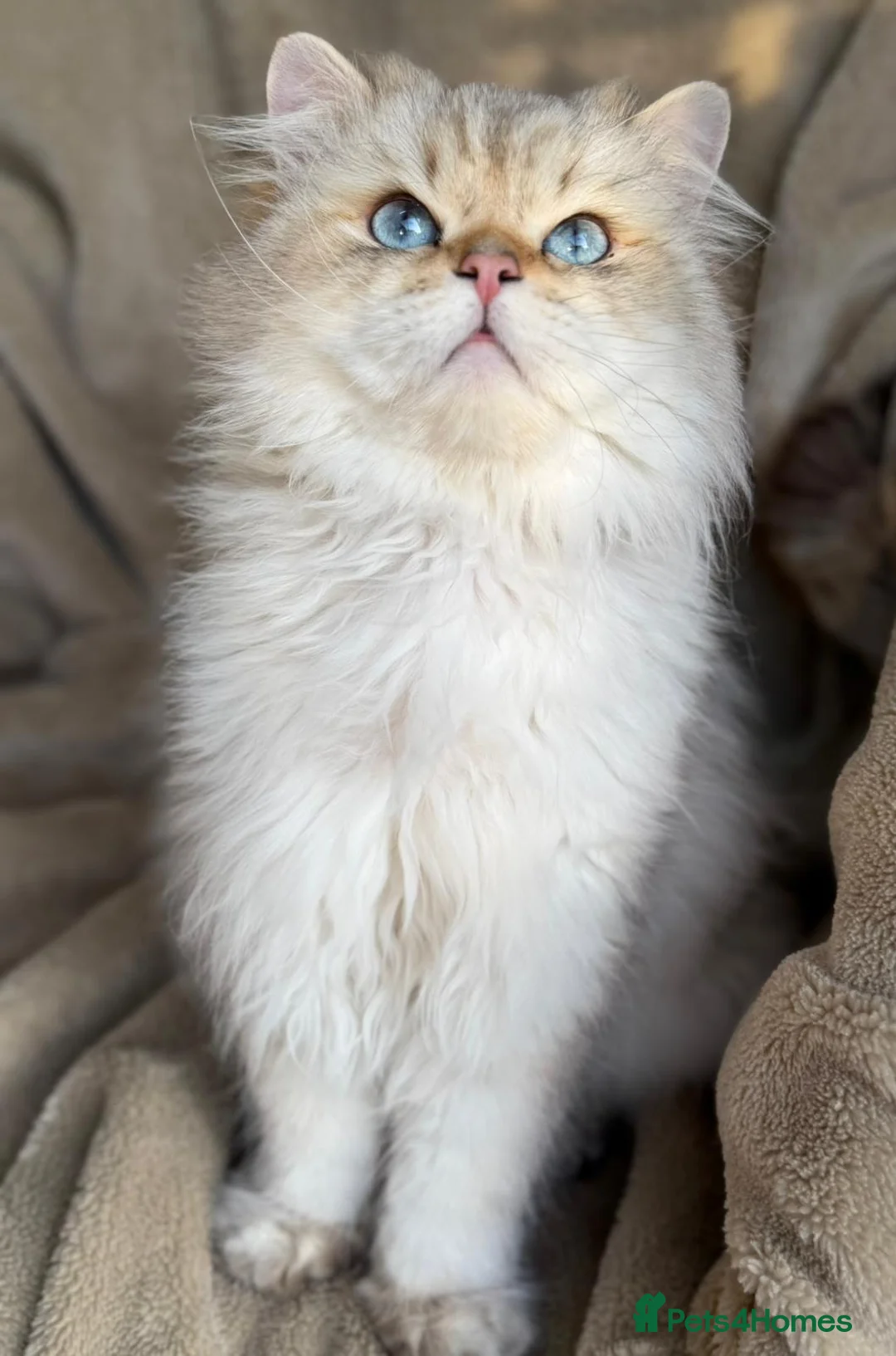 British Longhair cats for sale: BLH Adorable unique kittens TICA in Barnsley - Advert 19