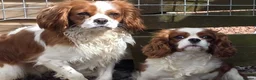 Cavapoo dogs for sale: 3 beautiful boys available 🩵🩵🩵 - Advert 3