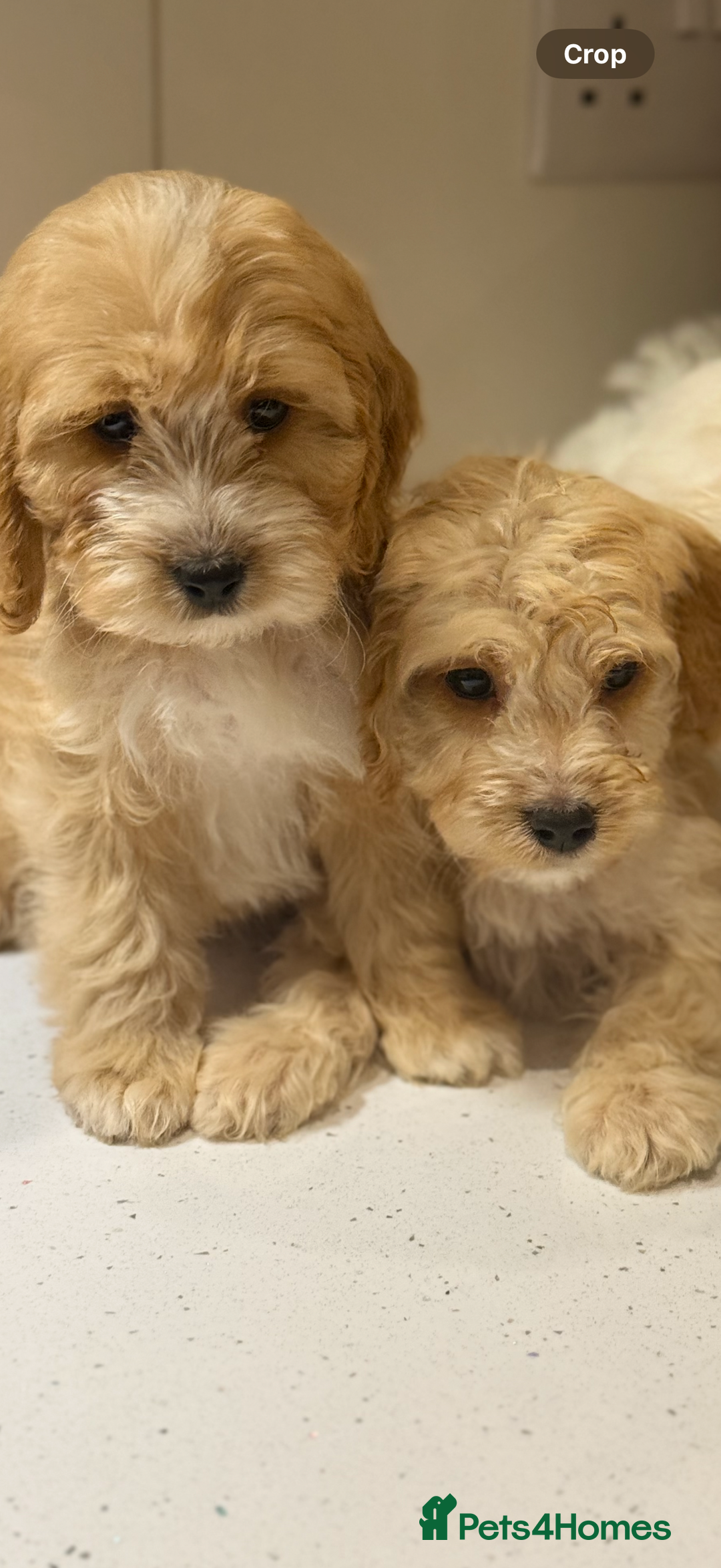 Cavapoo dogs for sale: F1 CAVAPOOS BOYS AND GIRLS - Advert 9