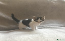 Mixed Breed cats for sale: Bring Home a Bundle of Joy Kittens Ready Oct. 2nd! - Image 11