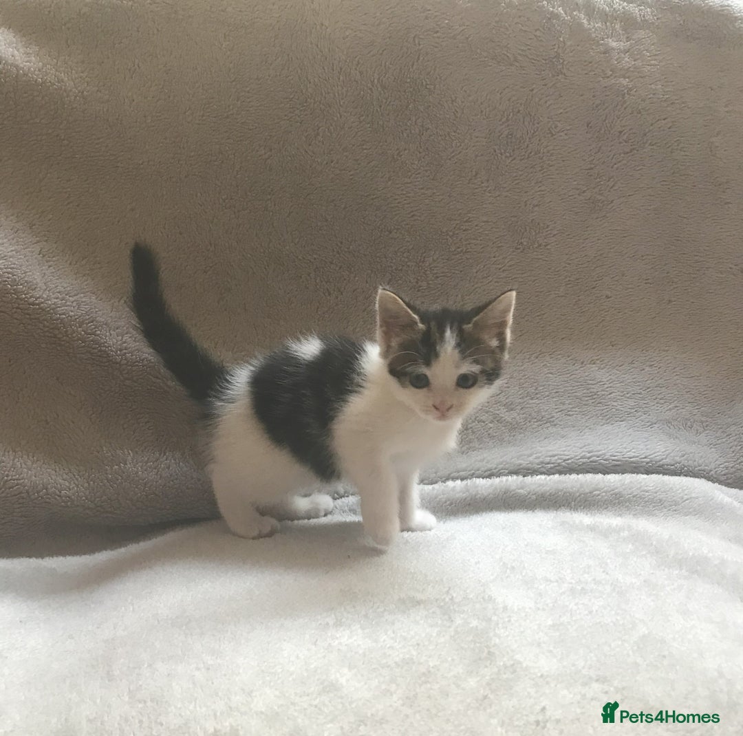 Mixed Breed cats for sale: Bring Home a Bundle of Joy Kittens Ready Oct. 2nd! - Image 11